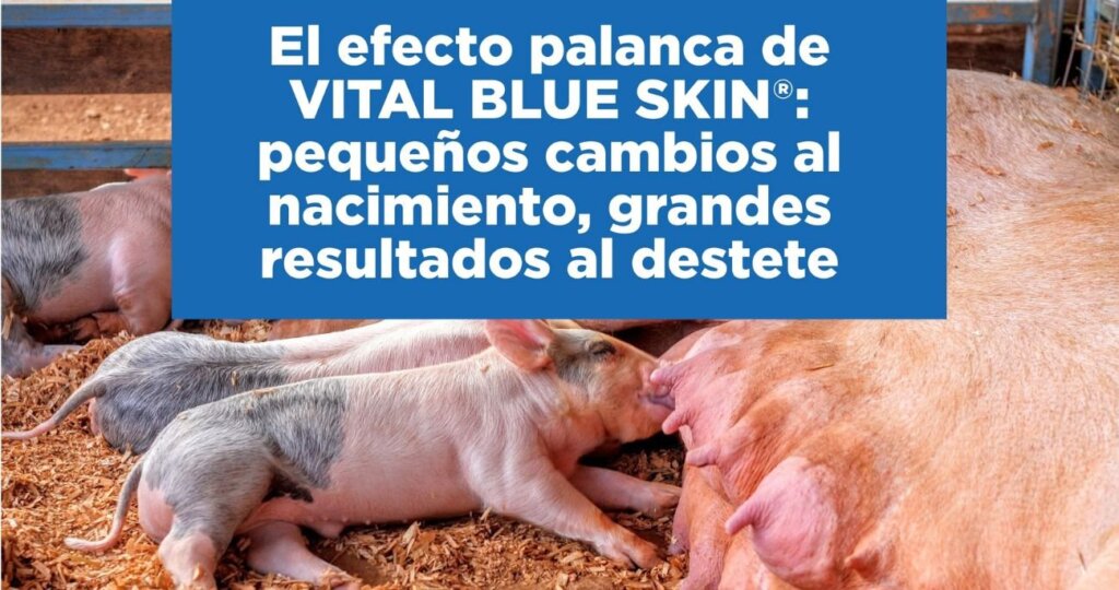 Lechones mamando junto al título El efecto palanca de VITAL BLUE SKIN